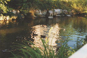 Langete-Spaziergang 1997, Enten 01