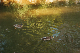 Langete-Spaziergang 1997, Enten 02