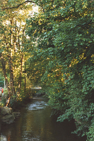 Langete-Spaziergang 1997, Bachlauf im Baumtunnel 01