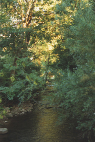 Langete-Spaziergang 1997, Bachlauf im
                          Baumtunnel 02