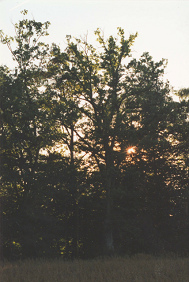 Langete-Spaziergang 1997, Abendsonne
                          durch die Bume
