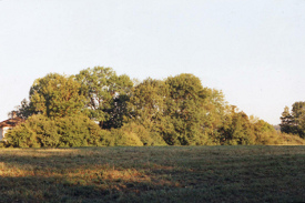 Matte mit Baumgruppe in der Abendsonne