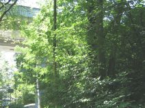 M�nchenstein: : Die Autobahn H18 zerst�rt
                        das Birsufer als Erholungsraum 03