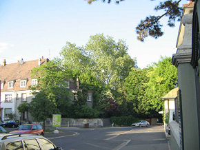 Socinstrasse, Baumgestalt