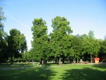 Sch�tzenmattpark, Baumgestalten