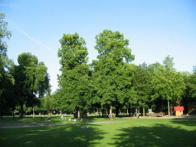 Sch�tzenmattpark, Baumgestalten