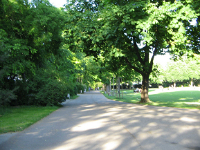 Sch�tzenmattpark- Baumallee