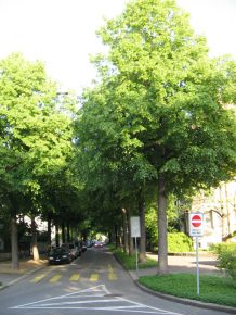 Birsigstrasse mit Baumtunnel / Alleetunnel,
                      Sicht vom Bundesplatz aus