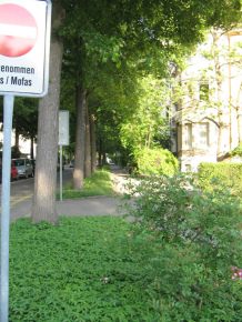 Birsigstrasse, der Fussg�ngerweg, von den
                      B�umen �berdacht