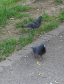 2 Tauben auf dem Weg
                      "Nachtigallenw�ldeli"