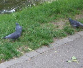 Da sind es pl�tzlich 3 Tauben am
                      "Nachtigallenw�ldeli" am Birsig