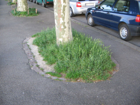 Basel, Sankt-Alban-Rheinweg, Baumrabatte
                        ohne Abgrenzung