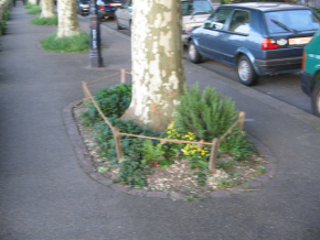 Basel, Sankt-Alban-Rheinweg, Baumrabatte
                        mit kleiner Holzumrandung (leider unscharf)