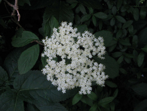 Birsfelden, Lotzpromenade, weisse Bl�te