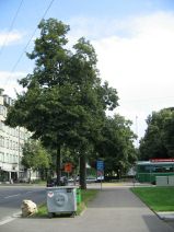 Chemie-Terror 53: Mattenstrasse, Sicht auf
                        den weissen Kamin der Chemie-Giftfabrik Roche