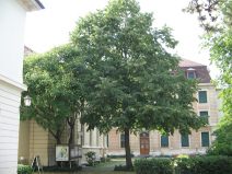 Kulturterror Musikakademie 04,
                        Hauptgeb�ude