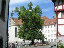 St.
                        Gallen: Gallusplatz, zentrale Linde