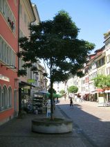 Winterthur: Obertor, Baum mit runder
                        Mauereinfassung