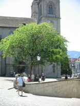 Zurich, Zwingli Square, tree at the
                                Great Cathedral