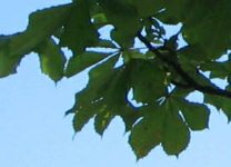 Zurich General-Guisan-Quai (General Guisan
                        Quay), chestnut leaves