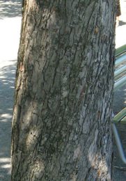 Zurich General-Guisan-Quai (General Guisan
                        Quay), chestnut bark