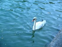 Zurich, W�hre (Water channels), swimming
                        swan in Limmat River, who is gazing after a
                        duck
