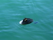 Zurich, W�hre (Water channels), swimming
                        duck which was expelled by the swan