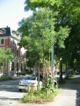 Z�rich, R�ntgenstrasse (Roentgen Street),
                        border with trees