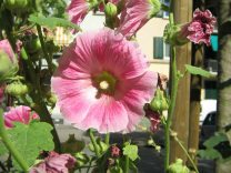 Z�rich, R�ntgenstrasse (Roentgen Street),
                        border, red flower