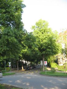 Birsigstrasse mit Baumgestalt, Sicht vom
                      Bundesplatz aus
