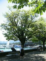 Zurich General-Guisan-Quai (General Guisan
                        Quay), chestnut tree