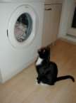 Waschmaschine wscht sauber, und man kann nur
                  zuschauen, hier eine Katze