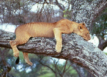 Die Antirassismuskommission schlft
              so, wie die Lwin auf dem Baum. Im Schlaf kann man nichts
              fr andere bewirken...