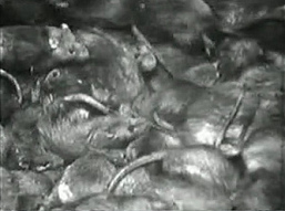 Rats in the Nazi
                              film "Eternal Jews" from 1940,
                              18min. 15 sec.