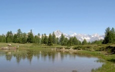 B�rchen im Sommer
                            (kleiner See)