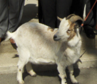 Geissbock
                        "Zottel", das Maskottchen der Nazi-SVP
                        f�r die Wahlen 2007