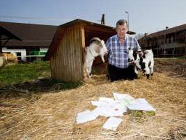 Zottel auf dem Bauernhof von Ernst
Schibli in Otelfingen, Kanton Zürich Zottel auf dem Bauernhof von Ernst
Schibli in Otelfingen, Kanton Zürich