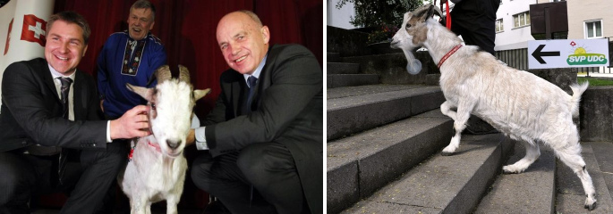 Geissbock Zottel ist das Symbol der
                      Satanisten um Rothschilds, und satanistische
                      SVP-Politiker (hier Brunner l. und Maurer r.)
                      pr�sentieren sich gern damit (!) - Herr Maurer
                      (rechts) als "Verteidigungsminister" war
                      jahrelang der Boss des hyperkriminellen,
                      schweinzer Geheimdiensts NDB mit traditionellen
                      Hetzjagden gegen Ausl�nder ohne Ende (!)