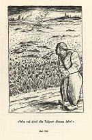 Mai 1940: Holland: Rotes Tulpenfeld und Tote