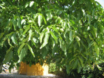 Corcelles: Route des Grands Longs Champs
                          04, Nussbaumlaub mit noch gr�nen N�ssen