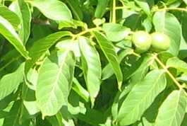 Corcelles: Route des Grands Longs Champs
                          11, Nussbaumlaub mit gr�nen, unreifen N�ssen
                          dran