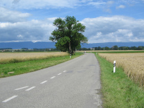 Noch
                          ein Nussbaum