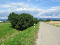 Geb�sch im Strassengraben