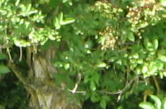 Nahaufnahme des Holunderstrauchs mit
                          Rinde, Laub und noch gr�nen, unreifen Fr�chten
                          an den Dolden