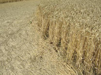 Kornkreis, im �usseren Ring, innerer
                          Rand