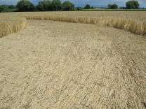Kornkreis, Boden mit parallel gebogenen
                          Halmen