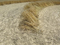 Kornkreis, Mondende am �usseren Ring