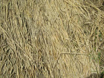 Kornkreis, �usserer Ring, parallele
                          Halme, Nahaufnahme