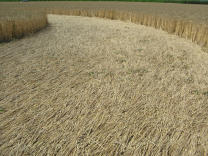 Kornkreis, �usserer Ring, Boden mit
                          Halmen