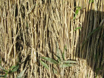 Kornkreisrand: Parallele �hren,
                          Nahaufnahme direkt von oben 01